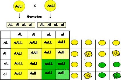 Blog de Biologia 2: ¿Que es el cuadro de Punnett?