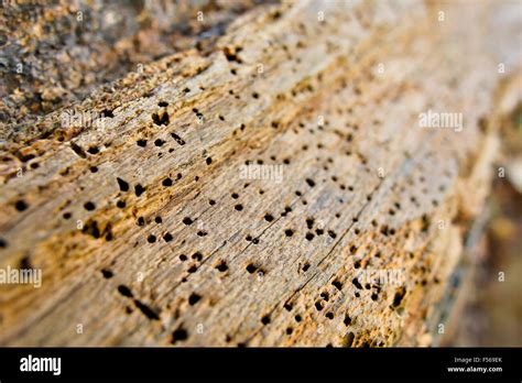 Holes in wood; Made by Boring Beetle Larvae UK Stock Photo - Alamy