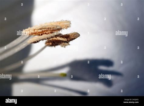 Sacred Datura Datura Wrightii Stock Photo Alamy