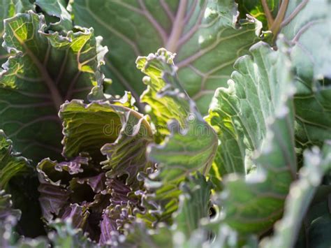 Hojas De Una Planta De Col En Crecimiento Patrones Divinos Foto De