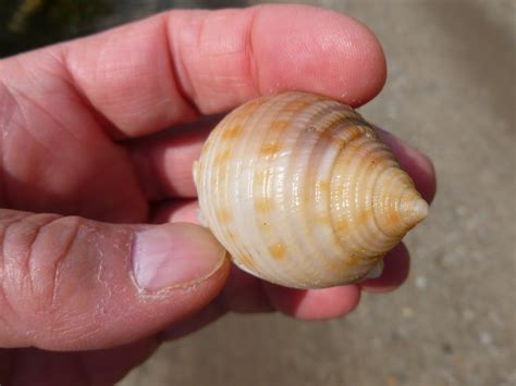 Ocracoke Island Journal State Shell