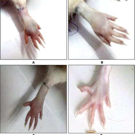 X Ray Images Of Cfa Induced Paw Edema In Rats A Control Group