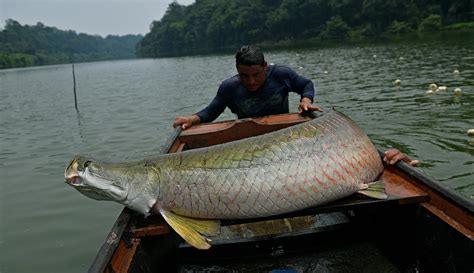 Ikan Sungai Bersisik