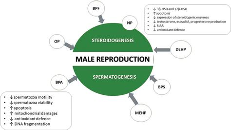 Endocrine Disruptors And Reproductive Health In Males Intechopen