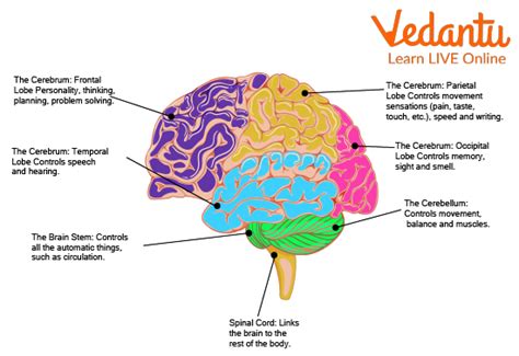 Brain Stem Fun Facts - Learn Important Terms and Concepts