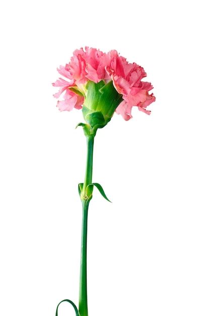 Premium Photo Pink Carnation Isolated On White