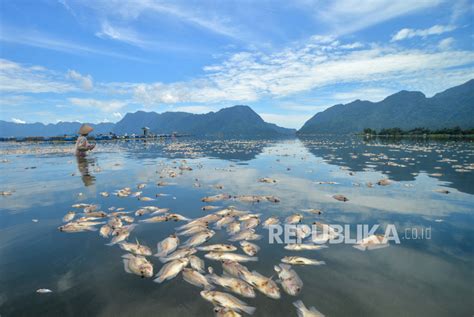 Danau Maninjau Tercemar Ikan Endemik Rinuk Terancam Punah Republika