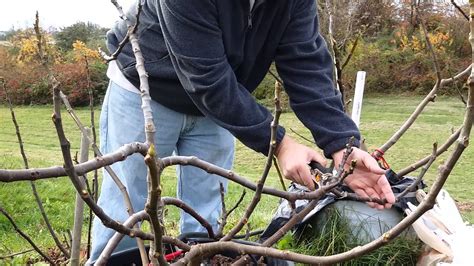 Pruning fig trees for winter storage | Doovi