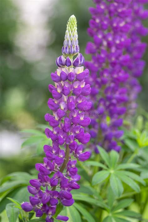 Lupinus Poliyphyllus Flor De Lupino Grande En Flor Morado Azul Violeta