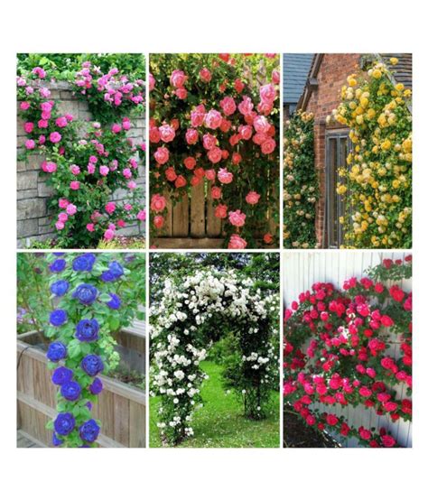 6 Varieties Climbing Rose Flower Seeds (Red, Yellow, White, Pink ...