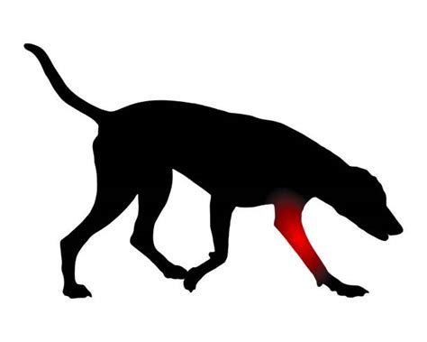 30 Foreleg Stock Illustrations Royalty Free Vector Graphics And Clip