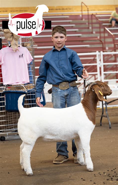 National Junior Boer Goat Show Jabga Fullblood Doe Show Top