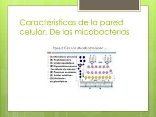 Tb Micobacterias Ppt