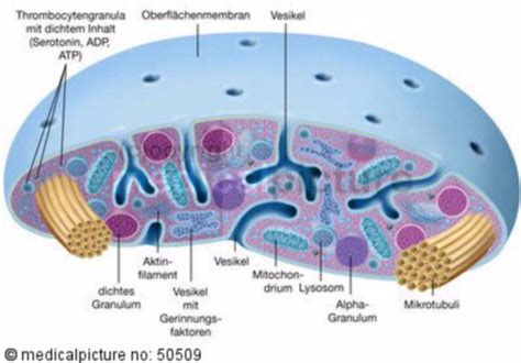 Platelet Structure Diagram