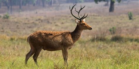 Kanha National Park - instep adventures