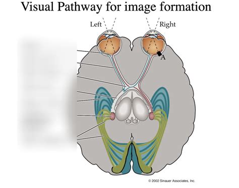 Eye Diagram 2 Diagram | Quizlet