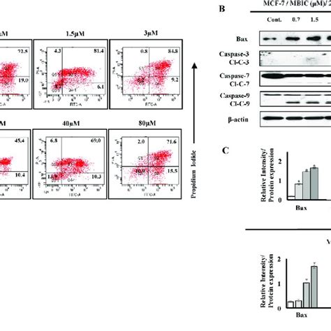 Mbic Induces Caspase Dependent Apoptosis A Two Dimensional Forward