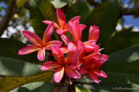 Flowers And Plants Of Trinidad And Tobago 2