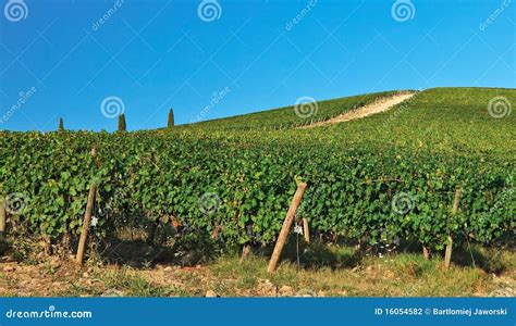 Vineyards Over Hill Stock Photo Image Of Countryside 16054582