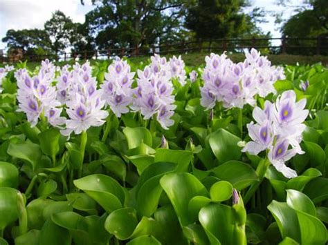 Water Hyacinth Products To Boost Assam Economy