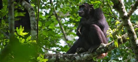 Gorillas Chimpanzee Trekking Uganda Safari Days