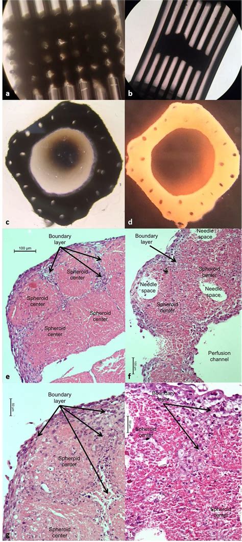 D Bioprinted Construct A Microscope Image Of The D Bioprinted