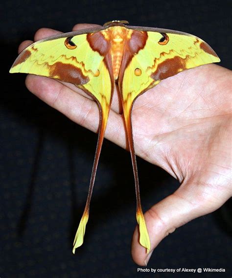 Malaysian Moon Moth