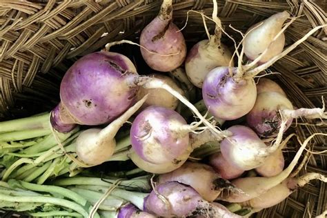 El súper nabo bajo en grasa los nabos de mayo son tan versátiles en tu