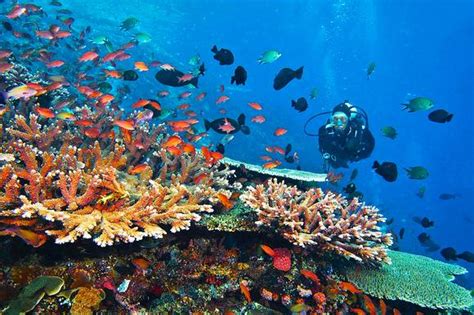 Top 5 Best Dive Sites In Bali Neptune Scuba Diving