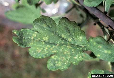 Chrysanthemum White Rust Puccinia Horiana