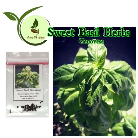 Sweet Basil Herb 50 100 Seeds Shopee Philippines