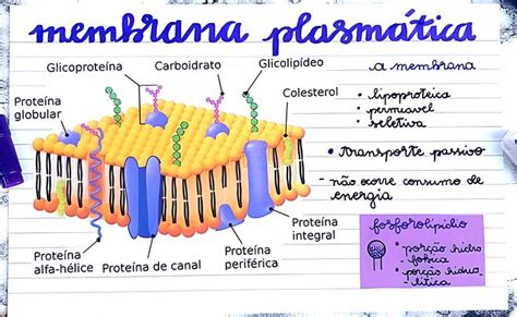 Membrana PlasmÁtica Membrana Plasmática Membrana Celular Membrana