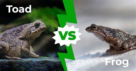 Toad vs Frog: The Six Key Differences Explained - A-Z Animals