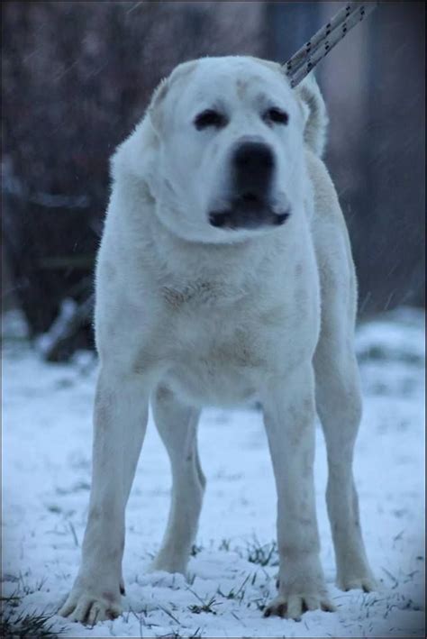 Alabai : Turkmen Alabai Dogs / See more ideas about alabai dog, dogs ...