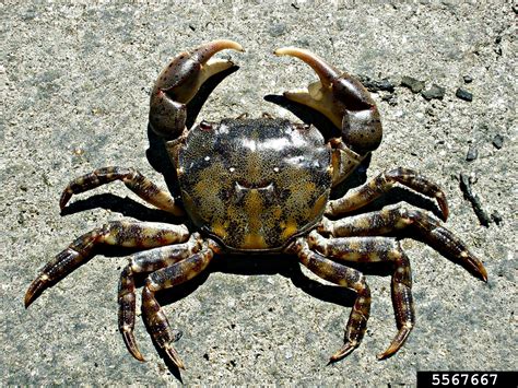 Asian Shore Crab Hemigrapsus Sanguineus De Haan