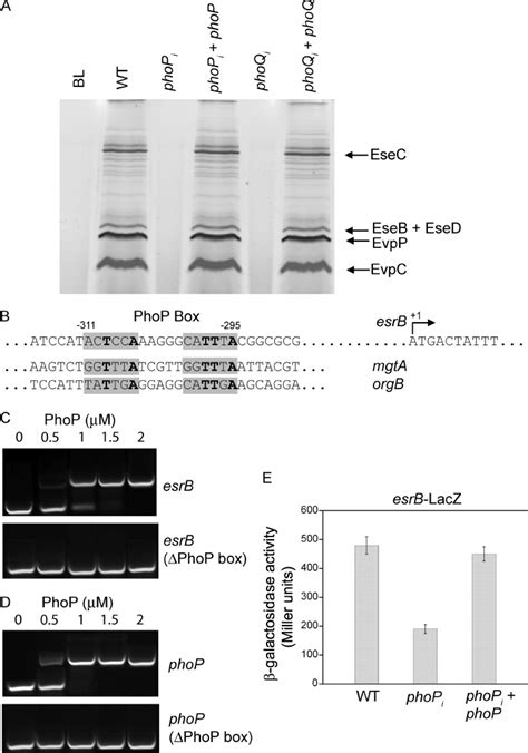 Phop Phoq Regulates T3ss And T6ss Through Direct Binding Of Phop To The