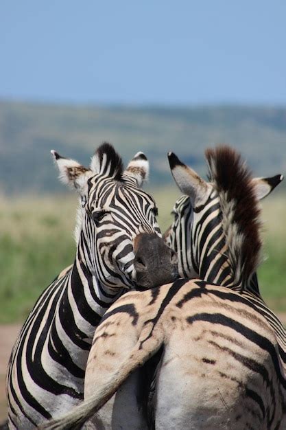 Premium Photo Zebras On Field Against Sky