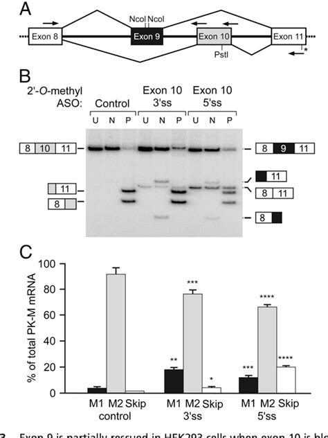 Figure 3 From The Alternative Splicing Repressors HnRNP A1 A2 And PTB