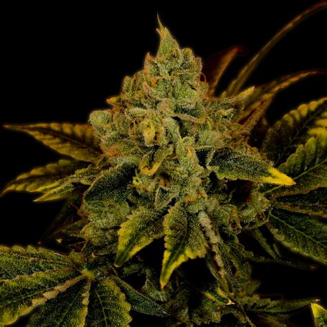 Tangerine Dream Strain Info Tangerine Dream Weed By Premium Cultivars