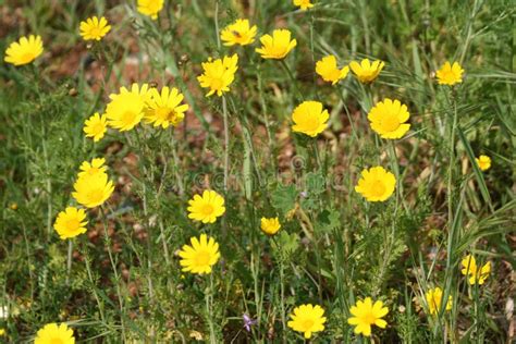 Margaridas Amarelas No Campo Imagem De Stock Imagem De Flor