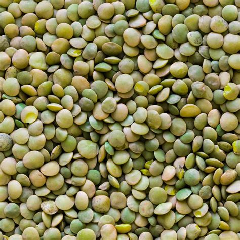 French Green Lentil Lens Culinaris Annies Heirloom Seeds