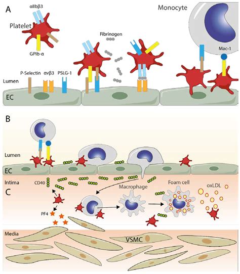 Cells Free Full Text Platelets A Key Cell In Inflammation And