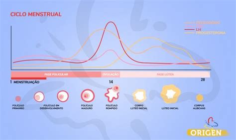 Hormônios E Fertilidade Como é A Relação Clínica Origen Fertilização In Vitro