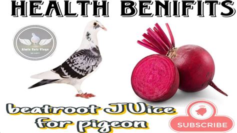 Beet Root Liquid For Pigeons Natural Liquid Supplement For Racing