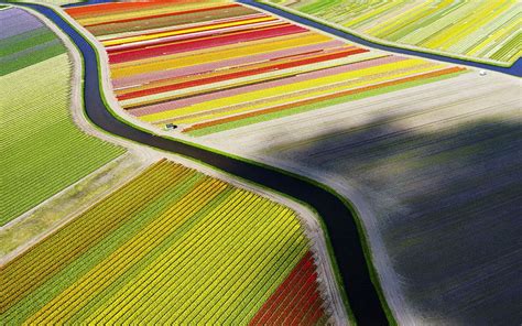 Spectacular Striped Tulip Fields From Above In Pictures National