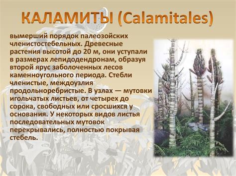 Ископаемые растения - презентация онлайн