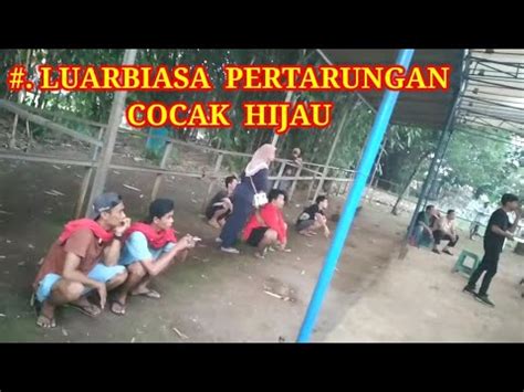 Serunya Lomba Burung Cocak Hijau Gacor Menatik Kicau Mania Dan Juri