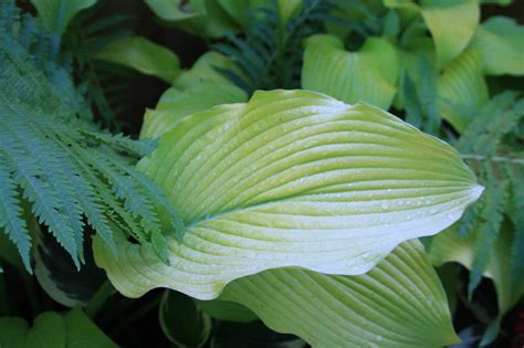 Hosta Sun Power Gardening In The Shade