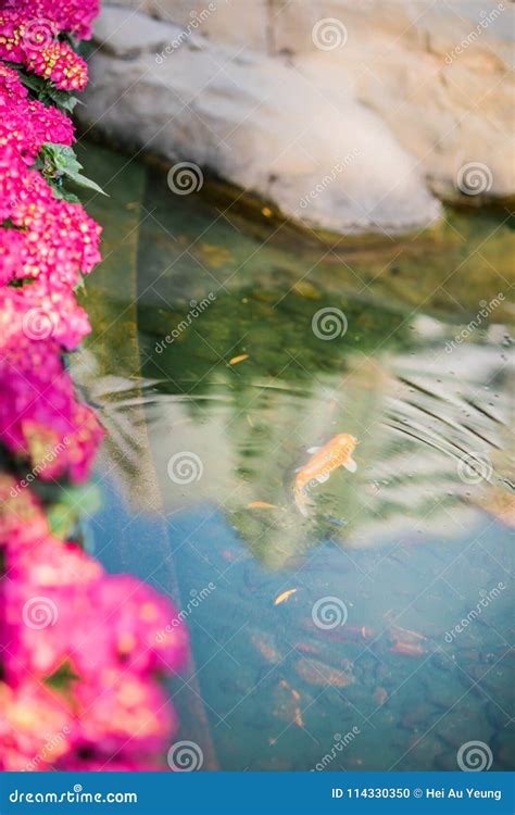 Goldfish Que Nada Bajo El Agua Foto De Archivo Imagen De Fondo Verde