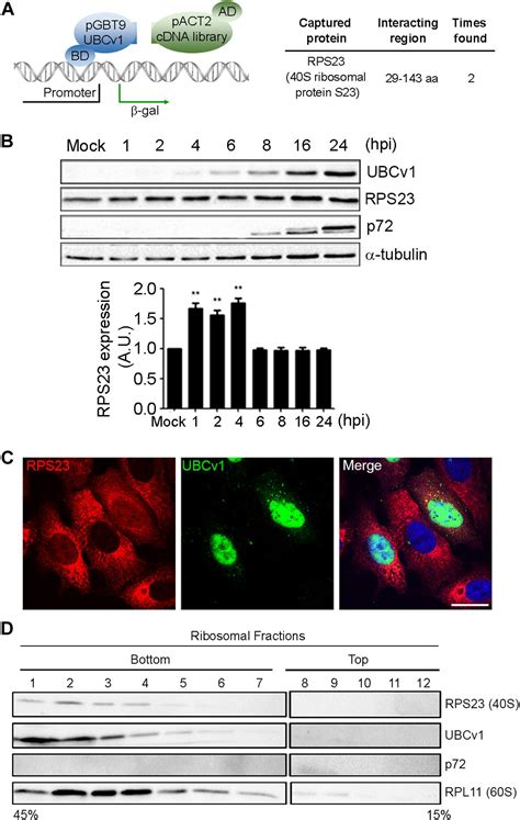 Frontiers African Swine Fever Virus Ubiquitin Conjugating Enzyme Interacts With Host